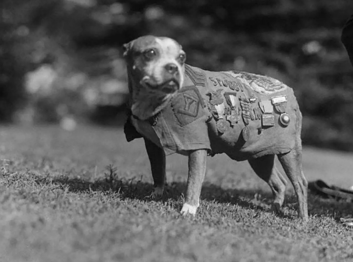 Η ιστορία του «Στάμπι» - Του σκύλου – ήρωα που «μύριζε» τις βόμβες πριν πέσουν και έσωσε εκατοντάδες στρατιώτες στα χαρακώματα