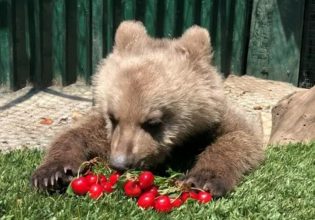 Ο Θωμάς, το ορφανό αρκουδάκι, τρώει κεράσια και γίνεται viral