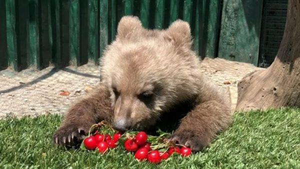 Ο Θωμάς, το ορφανό αρκουδάκι, τρώει κεράσια και γίνεται viral
