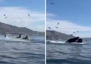 Απίστευτο βίντεο δείχνει γιγαντιαία φάλαινα να αρπάζει δύο γυναίκες μέσα στο στόμα της