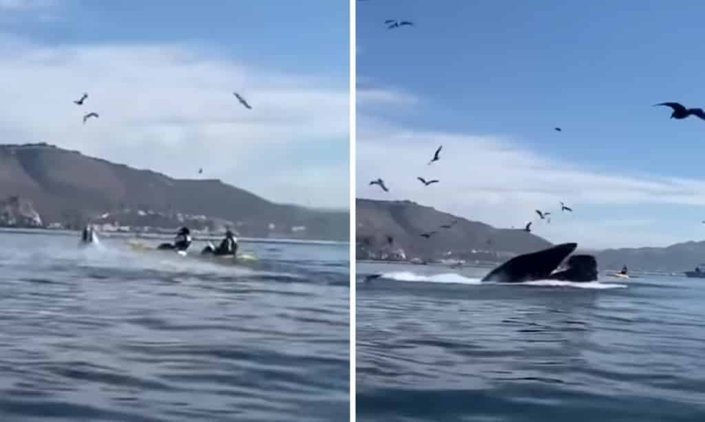 Απίστευτο βίντεο δείχνει γιγαντιαία φάλαινα να αρπάζει δύο γυναίκες μέσα στο στόμα της