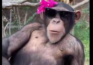 Χιμπατζής: Ξέρει πώς να ευχαριστηθεί τη ζωή – Απίθανες πόζες με ένα τσαμπί μπανάνες