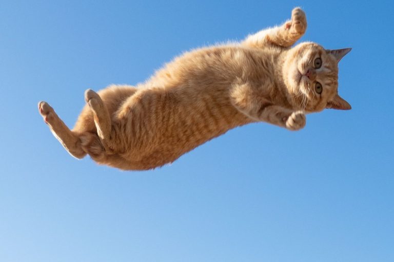 Εφτάψυχη γάτα-κασκαντέρ πέφτει από τον πέμπτο όροφο και… προσγειώνεται ατάραχη