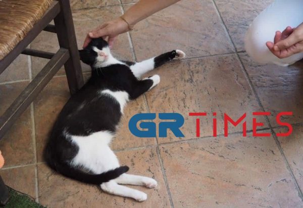 Αιδηψός: Η γατούλα που κλώτσησαν στη θάλασσα είναι πλέον καλά και έγινε μητέρα