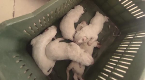 Ηλεία: Τύλιξε κουτάβια σε τσουβάλι και ήθελε να τα πετάξει στα σκουπίδια