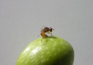 Πως επικοινωνούν ερωτικά τα έντομα; Οι συνήθειες του ζευγαρώματος, τα «τραγούδια» των αρσενικών οι ήχοι της …επικράτησης