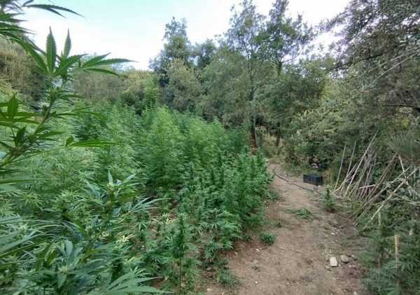 Ελικόπτερο εντόπισε τεράστια χασισοφυτεία στη Μεσσηνία