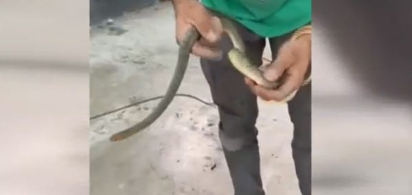 Οδηγός αυτοκινήτου βρήκε ερπετό στο ντεπόζιτό του