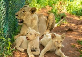 Γκάνα: Επιχείρησε να κλέψει σπάνια λευκά λιονταράκια – Τον κατασπάραξαν οι γονείς τους
