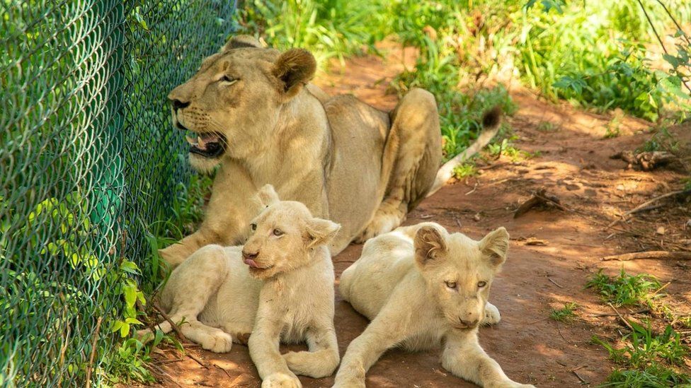 Γκάνα: Επιχείρησε να κλέψει σπάνια λευκά λιονταράκια - Τον κατασπάραξαν οι γονείς τους