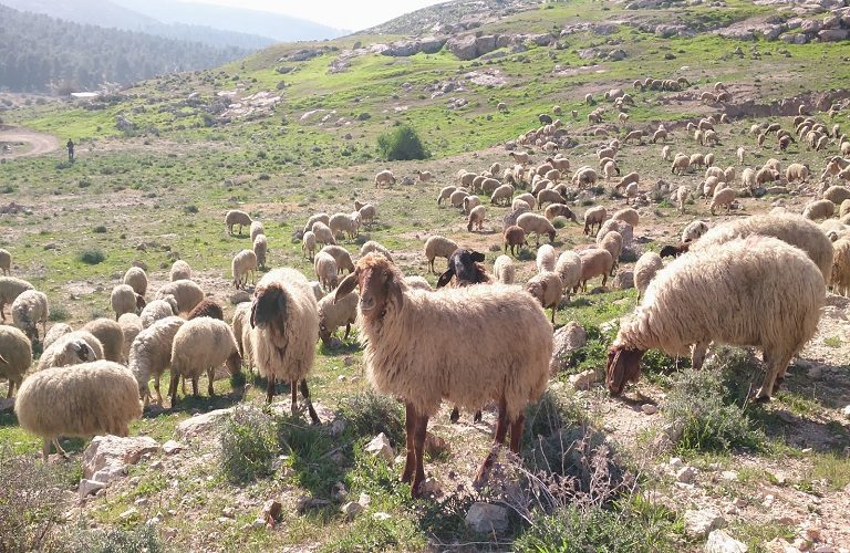 Δυτική Ελλάδα: Σαρκοφάγα ζώα ρημάζουν τα κοπάδια – Απώλειες μετρούν οι κτηνοτρόφοι
