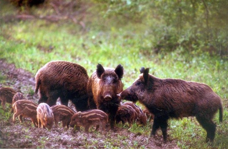 Boars destroy harvests – Farmers in despair