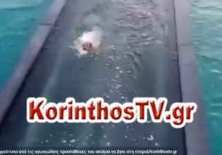 Ισθμός Κορίνθου:  Ενώ γέφυρα βυθίζεται, σκύλος καταβάλει συγκλονιστική υπερπροσπάθεια επιβίωσης