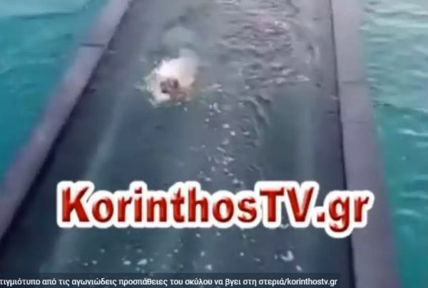 Ισθμός Κορίνθου:  Ενώ γέφυρα βυθίζεται, σκύλος καταβάλει συγκλονιστική υπερπροσπάθεια επιβίωσης