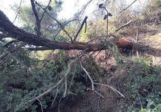 Εθελοντές απομάκρυναν ξερά δέντρα από την Ρεματιά Πεντέλης – Χαλανδρίου
