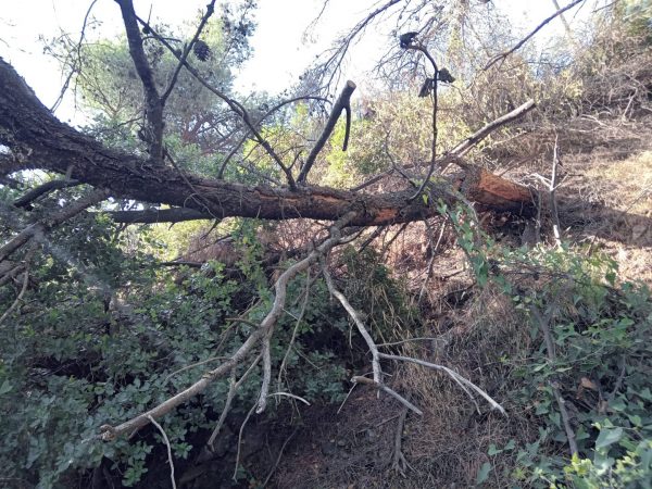 Εθελοντές απομάκρυναν ξερά δέντρα από την Ρεματιά Πεντέλης – Χαλανδρίου