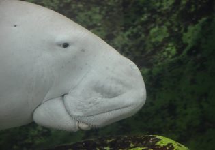 Κίνα: Εξαφανισμένο είδος κηρύχθηκε το θηλαστικό που ενέπνευσε το μύθο της γοργόνας