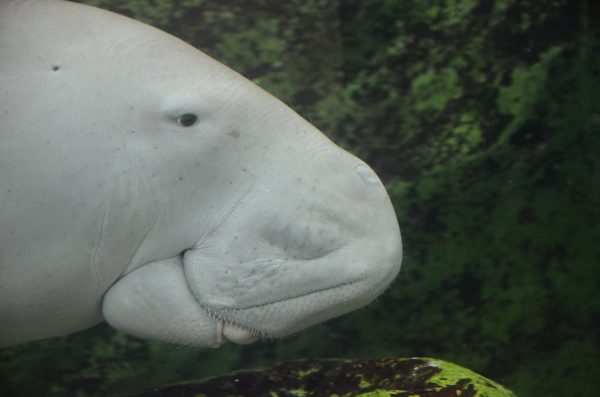 Κίνα: Εξαφανισμένο είδος κηρύχθηκε το θηλαστικό που ενέπνευσε το μύθο της γοργόνας