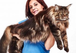 Αυτή είναι η πιο μακριά γάτα του κόσμου στα Ρεκόρ Γκίνες