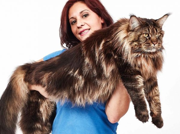 Αυτή είναι η πιο μακριά γάτα του κόσμου στα Ρεκόρ Γκίνες