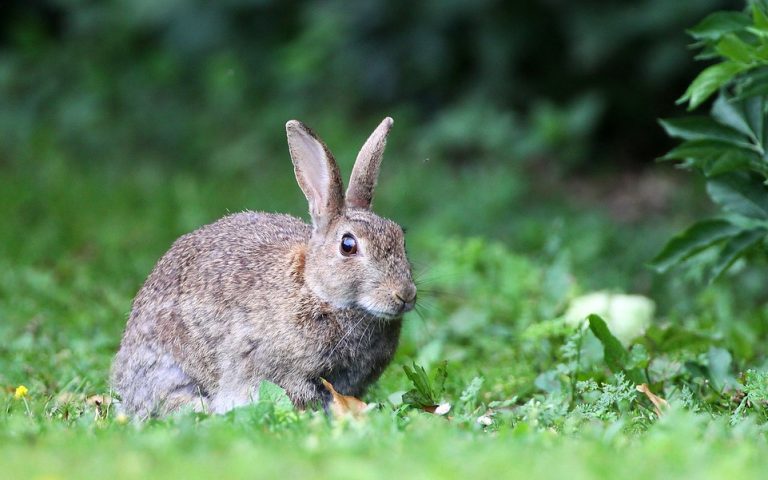 Αυστραλία: Πώς μερικά κουνελάκια προκάλεσαν ανεπανόρθωτη περιβαλλοντική καταστροφή