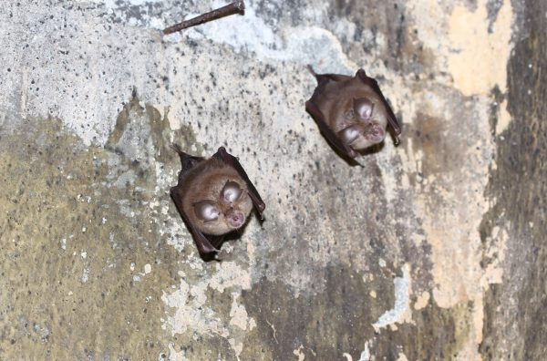 Νυχτερίδες: Βραδιά γνωριμίας με τα παρεξηγημένα θηλαστικά στο Αγγελοχώρι