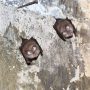 Νυχτερίδες: Βραδιά γνωριμίας με τα παρεξηγημένα θηλαστικά στο Αγγελοχώρι