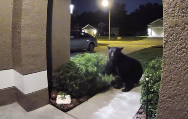 Ξεκαρδιστικό βίντεο: Κυνήγησαν την αρκούδα και άρχισαν να της… μουγκρίζουν για να σώσουν τον σκύλο τους