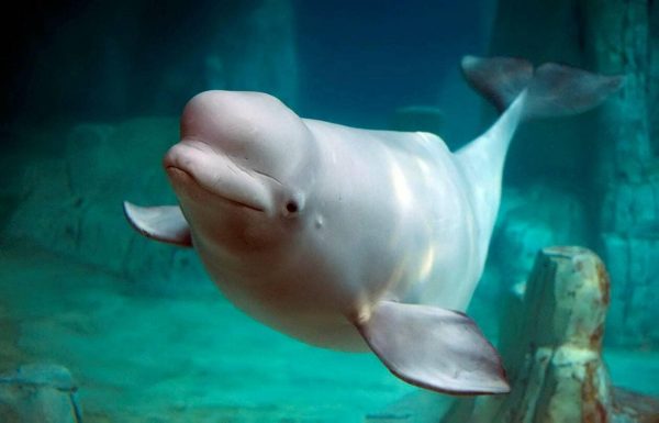 Γαλλία: Μια φάλαινα μπελούγκα εντοπίστηκε στον… Σηκουάνα