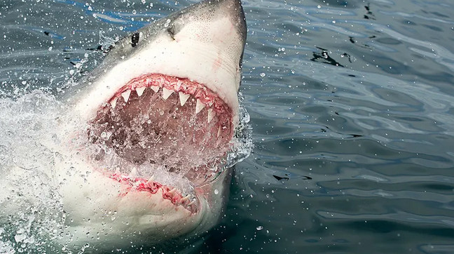 Φλόριντα: 13χρονο παιδί σώθηκε κυριολεκτικά από τα δόντια του...καρχαρία