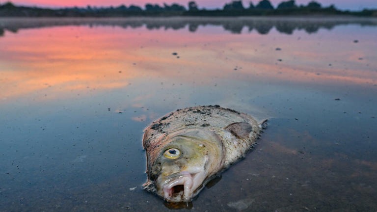 Ξηρασία: Έντεκα τόνοι ψαριών πέθαναν λόγω ξηρασίας