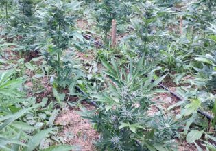 Κρήτη: Ανακάλυψαν τους καλλιεργητές σε μεγάλη χασισοφυτεία στον Μυλοπόταμο