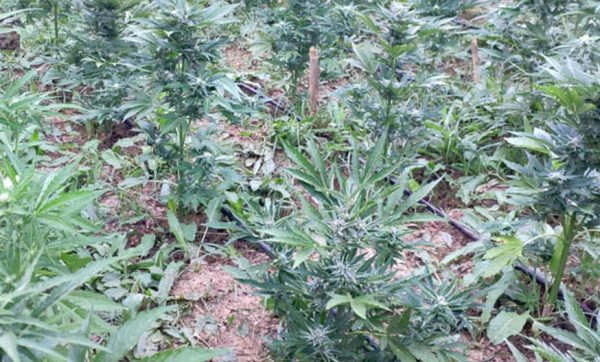 Κρήτη: Ανακάλυψαν τους καλλιεργητές σε μεγάλη χασισοφυτεία στον Μυλοπόταμο