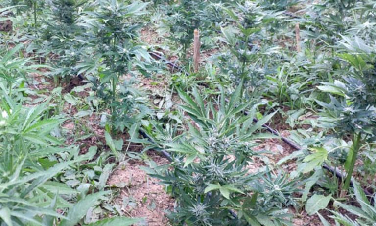 Κρήτη: Ανακάλυψαν τους καλλιεργητές σε μεγάλη χασισοφυτεία στον Μυλοπόταμο