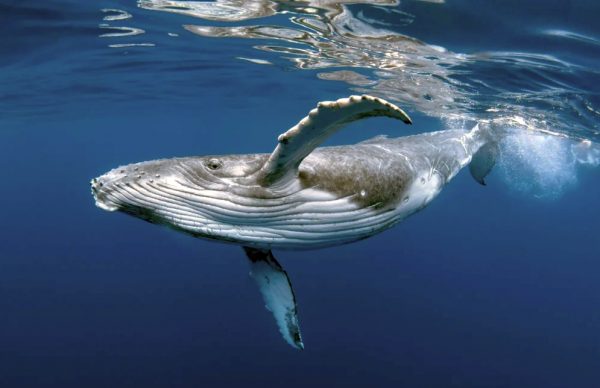 Πώς τα τραγούδια της μεγάπτερης φάλαινας γίνονται παγκόσμια σουξέ