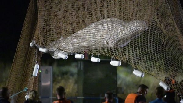 Φάλαινα Μπελούγκα: Πέθανε κατά τη μεταφορά της από τον Σηκουάνα – Της έκαναν ευθανασία