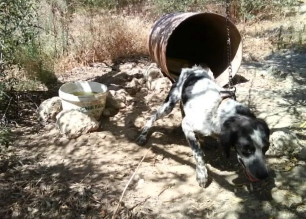 Φρίκη στην Κρήτη: Εδεσαν και άφησαν σκυλιά χωρίς νερό και φαγητό σε χωράφι