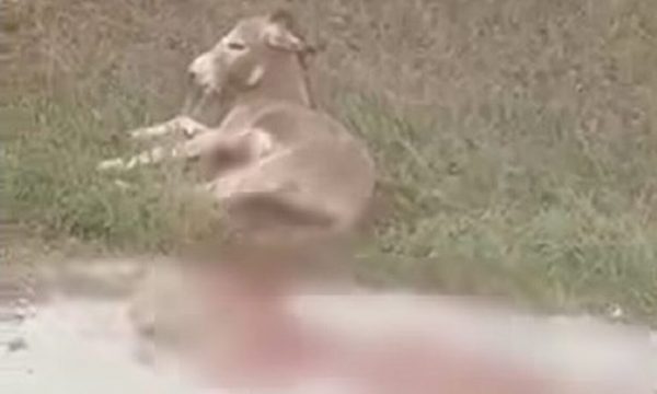 Ήπειρος: Οργή για τον οδηγό που έσερνε γάιδαρο με το αυτοκίνητο – Γέμισε αίματα ο δρόμος