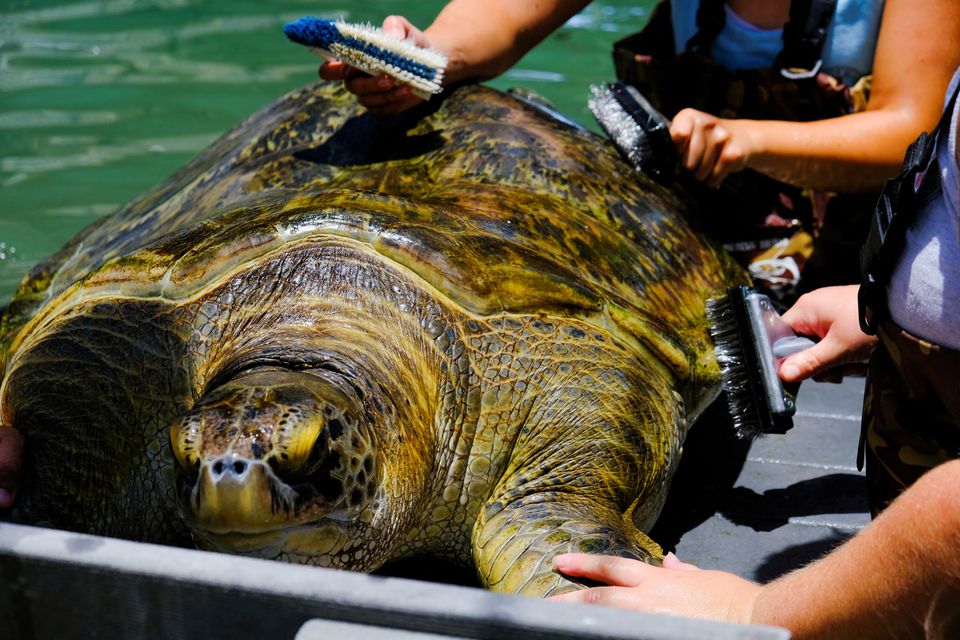 Κλιματική αλλαγή: Οι θαλάσσιες χελώνες γεννιούνται σχεδόν όλες θηλυκές
