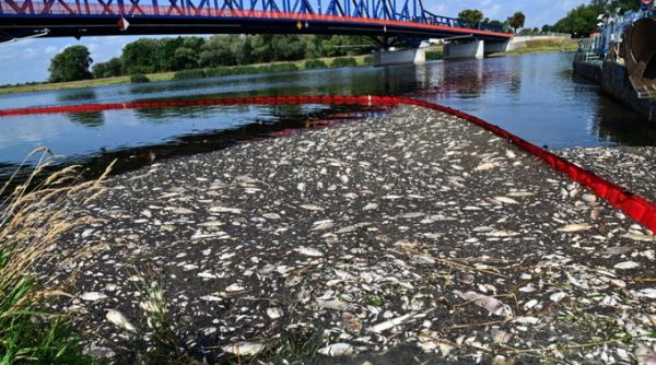 Γερμανία: Στην υπερανάπτυξη τοξικών φυκιών ενδέχεται να οφείλεται ο μαζικός θάνατος ψαριών