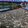 Γερμανία: Στην υπερανάπτυξη τοξικών φυκιών ενδέχεται να οφείλεται ο μαζικός θάνατος ψαριών