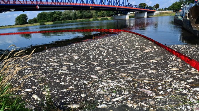 Γερμανία: Στην υπερανάπτυξη τοξικών φυκιών ενδέχεται να οφείλεται ο μαζικός θάνατος ψαριών