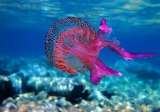 Μωβ μέδουσες: Πού εντοπίζονται το τελευταίο 10ήμερο – Τι δείχνουν τα νέα στοιχεία