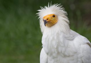 Δαδιά: Πίσω στη φωλιά δύο νεοσσοί γύπα που διασώθηκαν από την πυρκαγιά