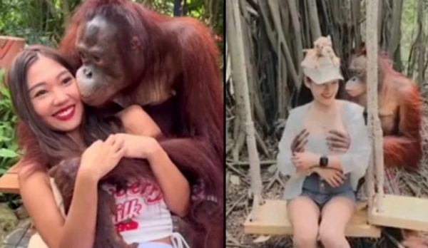 Ο… γύπας ουρακοτάγκος ξαναχτύπησε – Έβαλε χέρι σε γυναίκα που πήγε να φωτογραφηθεί μαζί του