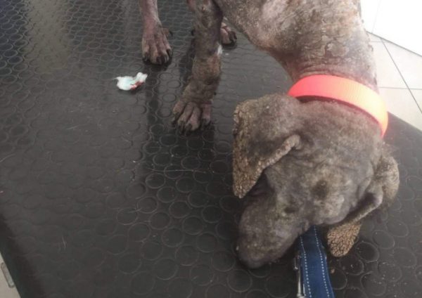 Ηλεία: Ανήλικα κορίτσια βρήκαν έσωσαν κουτάβι με σαρκοπτική ψώρα