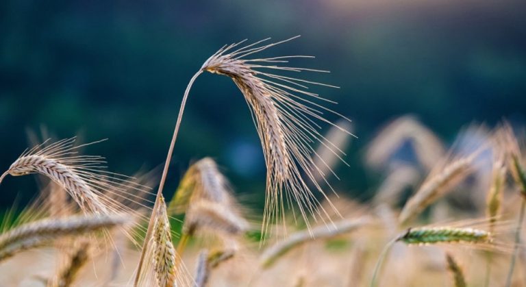 Ουκρανία: Πέντε φορτηγά πλοία φορτωμένα με σιτηρά είναι έτοιμα να αποπλεύσουν
