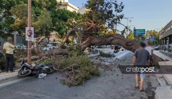 Ηράκλειο: Εισαγγελική παρέμβαση για τον άνδρα που καταπλακώθηκε από δέντρο – Τι λέει ο γιος του