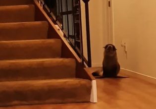 Φώκια: Εισέβαλε σε σπίτι, τραμπούκισε τη γάτα και άραξε στον καναπέ