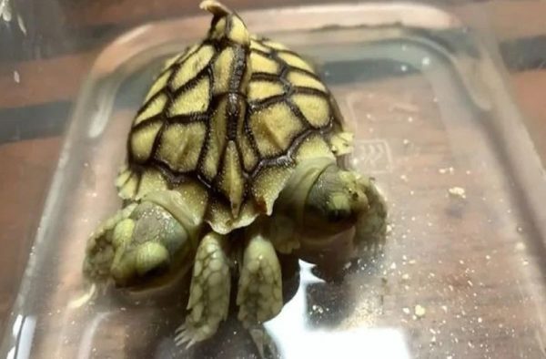 Ολλανδία: Μεταλλαγμένη χελώνα με δύο κεφάλια και έξι πόδια